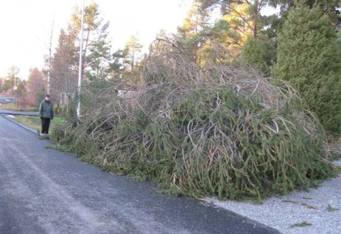 Käärmekuusi Käärmekuusi