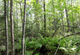 Ritajärven alueen metsää