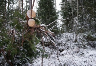 Myrskytuhoja, Kiikoinen