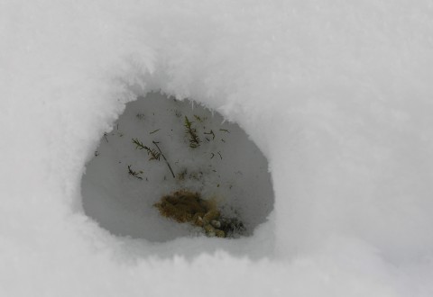 Pyyn kieppi Palosuon laidalla Keikyässä Pyyn kieppi Palosuon laidalla Keikyässä