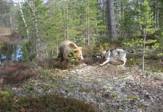 Koira on hyvä apu karhujahdissa.