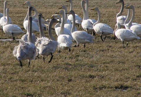 Laulujoutsenia Laulujoutsenia.