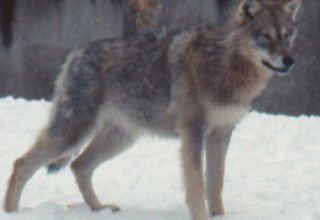 Susi