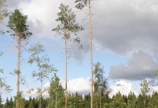 Hakkuussa jätetyt säästöpuut on tarkoitus jättää metsään. Tuulen kaatamina ne kuitenkin usein korjataan esimerkiksi polttopuuksi.