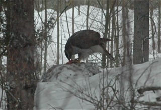 Petolintu, ehkä kanahaukka, aamiaisella.