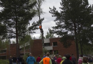 Pihapuun kaataminen keräsi yleisöä. Metsuri Anssi Jokinen kaatoi koivun oksan kerrallaan.