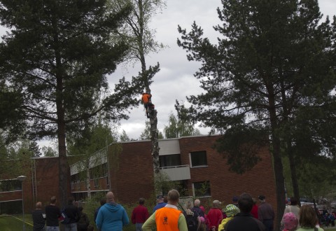 Puun kaataminen Pihapuun kaataminen keräsi yleisöä. Metsuri Anssi Jokinen kaatoi koivun oksan kerrallaan.
