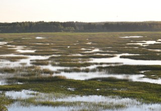 Puurijärvi on tunnettu lintujärvi - ja varmasti nyt vilkkaampi kuin kuvassa.