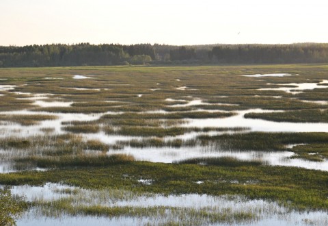 Puurijärvi Puurijärvi on tunnettu lintujärvi - ja varmasti nyt vilkkaampi kuin kuvassa.