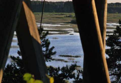 Puurijärvi Puurijärven alkukesän maisemaa Kärjenkallion lintutornin portaista.