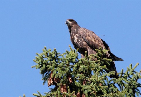 Tyrsky Kokemäellä rengastettu Tyrsky puun latvassa. Kuva: Jouko Kivelä / WWF.