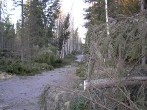 Myrskyn jälkiä Aurajärventiellä Keikyässä