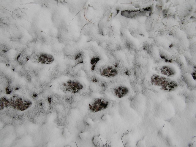 Ilvesperheen jälkiä