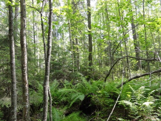 Ritajärven alueen metsää