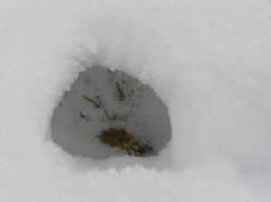 Pyyn kieppi Palosuon laidalla Keikyässä
