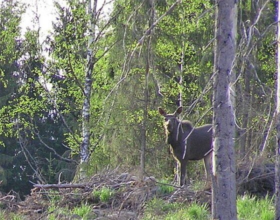 Hirvi