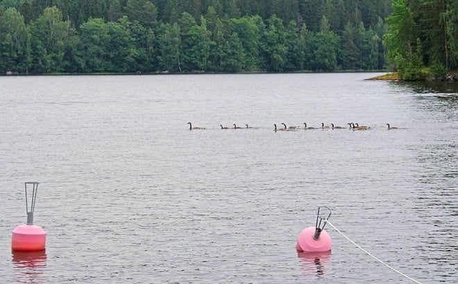 Ellivuoren rantaa ulosteillaan sottaavia kanadanhanhia haluttaisiin hätistellä pois alueelta muutaman linnun metsästämisellä. Kuva: Johanna Koskinen.