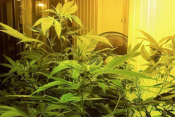 Kannabis, huume