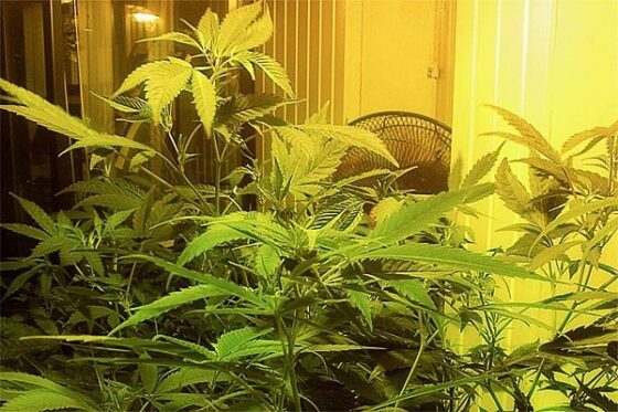 kotiolosuhteissa kuvattu kannabiskasvi
