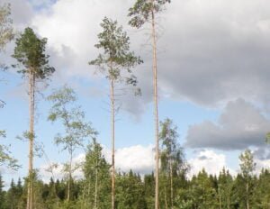 Säästöpuut