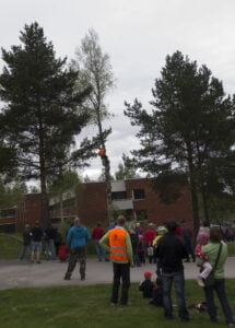 Puun kaataminen