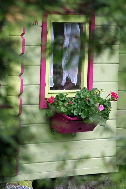 Pelargoniat ikkunalla