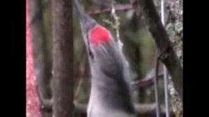 Siivekkäitä Sillanpään silmin: Sulanmaan linturuokintaa marraskuussa (Preview image)