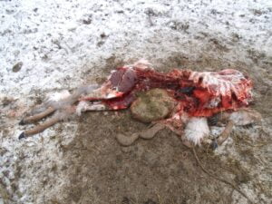 1596704_632439170125253_177762956_o