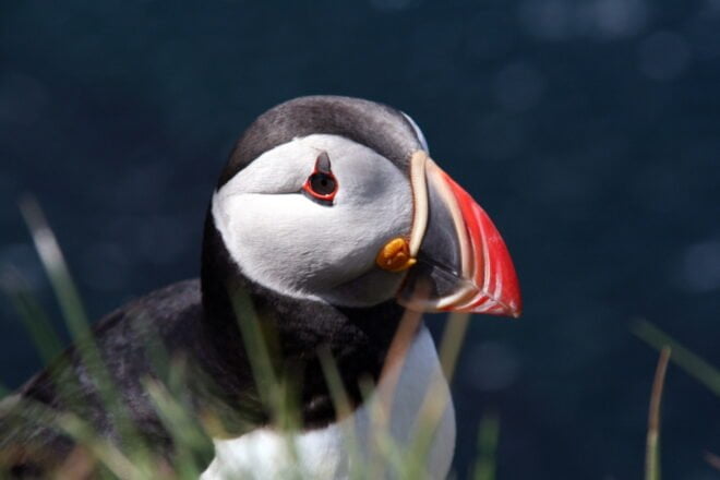 Punkalaitumelta tammikuussa löydetty lintu kuoli. Kuvan lunni ei liity tapaukseen.