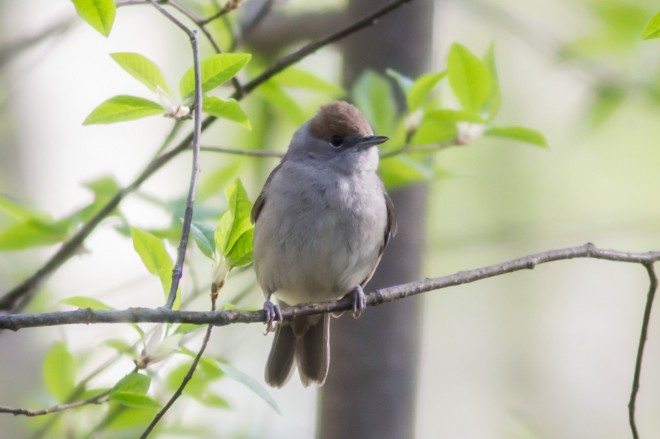 Mustapääkerttunaaras
