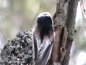 Pyrstötiaisen pesintä loppukeväällä (Nostokuva)