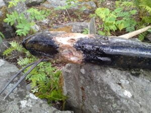 Karhijärvellä mökkeilevä Erkki Kelloniemi kuvasi sairaan hauen.