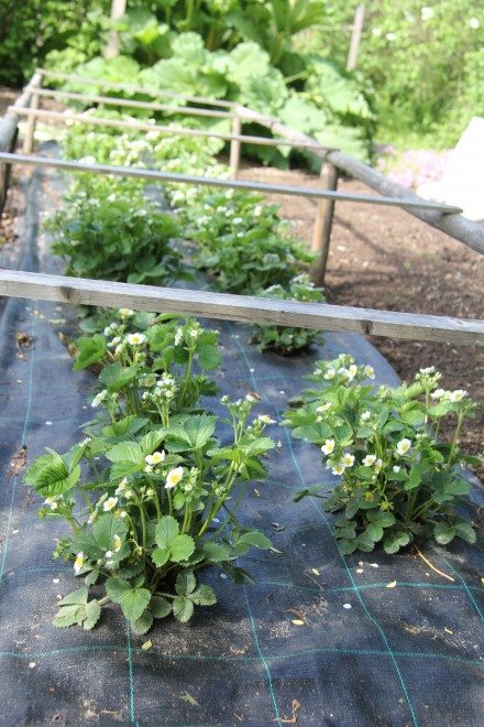 Aino Haavisto uskoo, että tämän vuoden mansikkasato on viime kesää parempi.