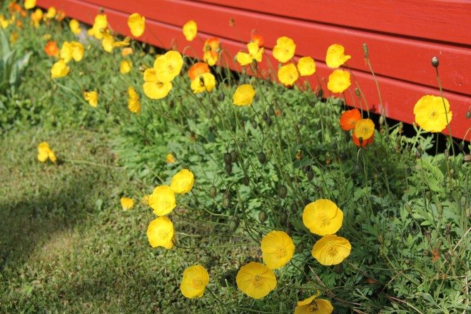 Unikot kaunistavat mökin edustaa.