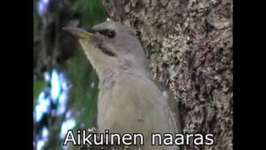 Harmaapäätikka, pesintä (Nostokuva)