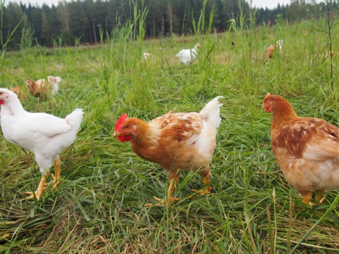 Kanalarakennuksia ympäröivillä aidatuilla alueilla ulkoilee muutamia satoja luomubroilereita. Suurin osa 8000 linnusta viihtyy sisätiloissa, vaikka niillä olisi mahdolisuus päästä apila- ja timoteiniitylle kirmaamaan.