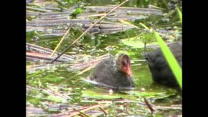 Nokikana, pesintä (Nostokuva)