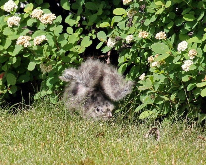 Kuva 11. Pikku kalalokki. Kylmä kesäkuu on surmannut linnunpoikasia, mutta pikku kalalokki on selvinnyt "karvalakkinsa", suojaisan pihapiirin ja kerrostalon katolta tarkkailevan emonsa ansiosta.