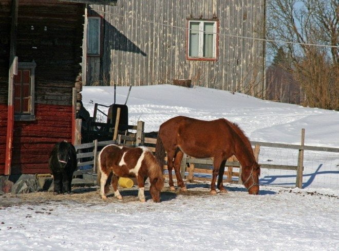 Kuva 19. Pikku mököttäjä. Kun kaverit syövät, niin pikku ponia vain mökötyttää. (Pirasen Eskon mailla)