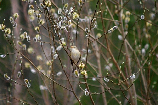 Kuva 2. Pajulinnun kevätlaulu. Se mikä meille ihmiselle on monesti vain pelkkä risukko, on monille eläimille, kuten linnuille, se elinehto.