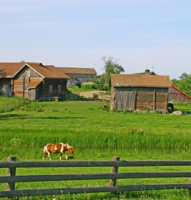 Kuva 22. Pikku poni (Pirasen Eskon mailla)