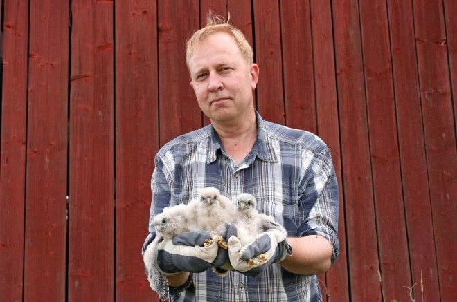 Kuva 39. Kolmiviikkoiset kiikoislaiset. Kiikoisista kotoisin oleva rengastustoimiston johtaja Jari Valkama on kihlannut kolmiviikkoiset tuulihaukan poikaset, Kiikoisissa, Yrjö Jormanaisen mailla.