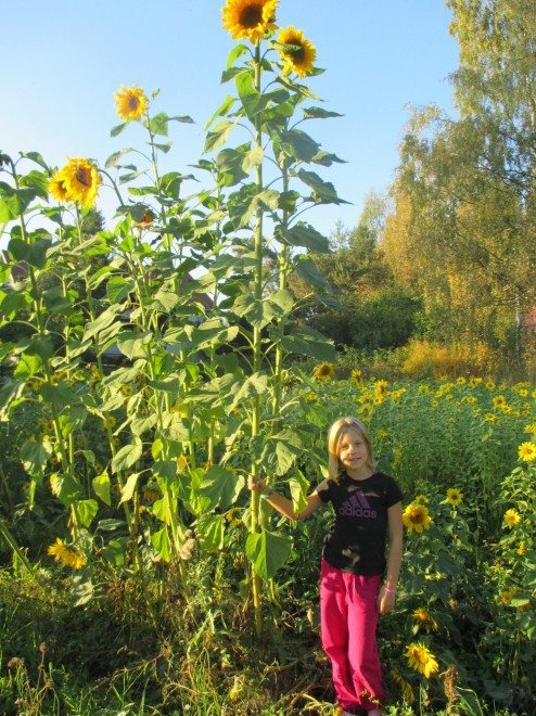 Saana Leikkanen ja voittoisa auringonkukka.