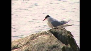 Kalatiira keväällä ja kesällä (Nostokuva)