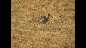 Kuovi poikasineen (Nostokuva)