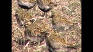 Kapustarinta keväällä (Nostokuva)