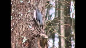 Pähkinänakkeli talviruokinnalla (Nostokuva)