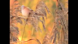 Viiksitimali talvella (Nostokuva)