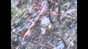 Virtavästäräkki talvella (Nostokuva)