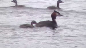 Silkkiuikku keväästä syksyyn (Nostokuva)